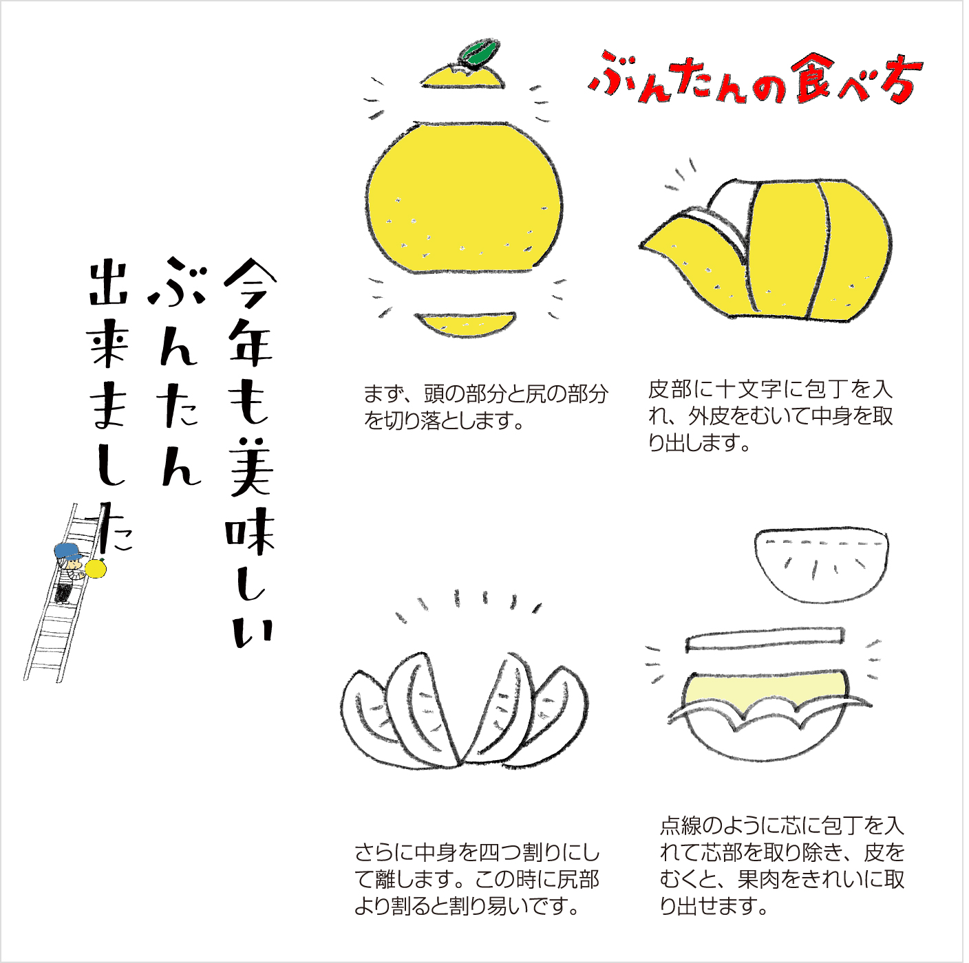 【2026年発送】岡林農園の(家庭用)土佐文旦(約5kg/8～12玉) 栽培期間中 農薬不使用