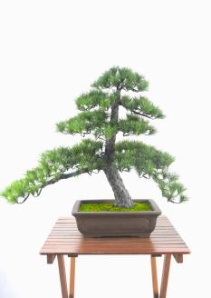 盆栽 松（造花）Go-566