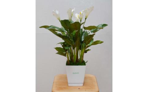 カラーリリー（造花）G-901