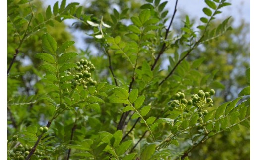 【1kg】青実山椒（枝付）初期物