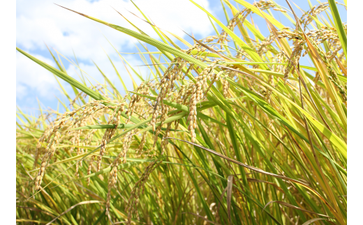 仁淀ブルーの恵み「おち米」 5kg（香り米）