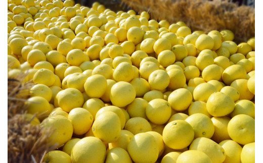 【2026年発送】土佐文旦（約3kg/4～7玉）フルーツ 果物 新鮮 産直