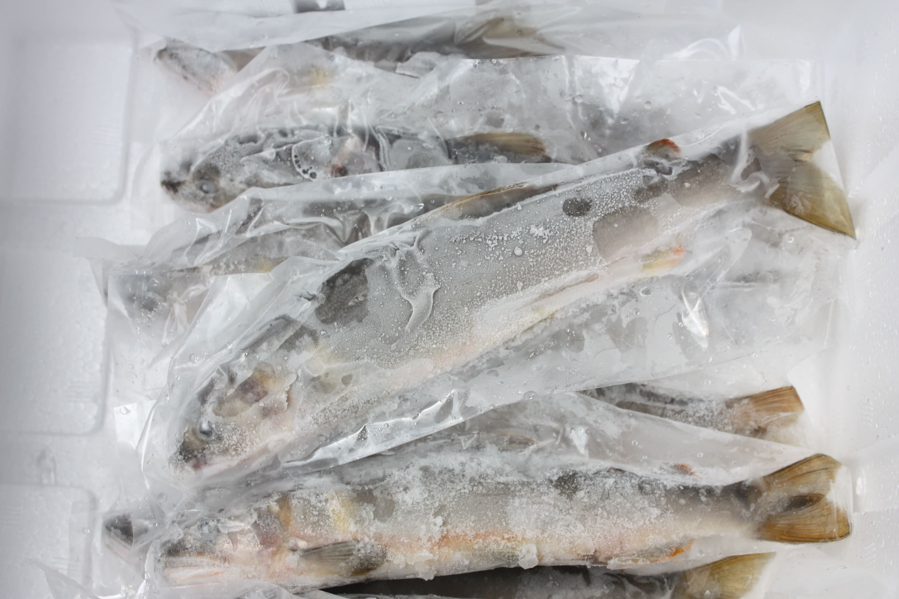  （2026年先行受付）高知県仁淀川の天然鮎（冷凍）約500ｇ