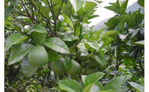 ゆずジャム　24個セット