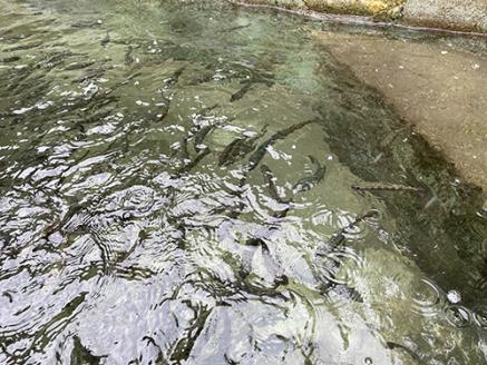 【冷凍】寺岡商会の養殖あめご