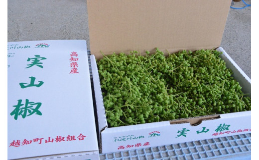 【1kg】青実山椒（枝付）初期物