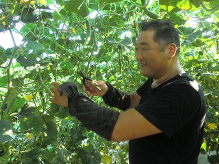 越知産市の季節の野菜セット(年6回発送) 奇数月　産地直送　旬野菜