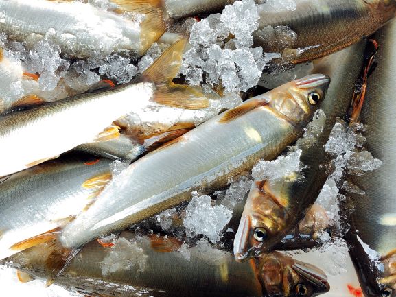  （2026年先行受付）高知県仁淀川の天然鮎（冷凍）約500ｇ