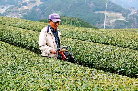香り高いお茶セット（S）