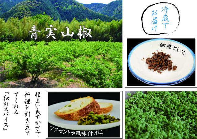 【1kg】青実山椒（枝付）初期物