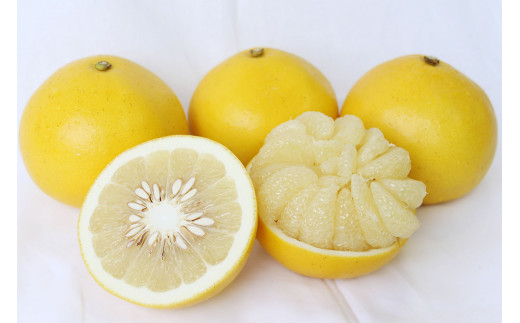 【2026年発送】土佐文旦（約5kg/8～12玉）　フルーツ 果物 新鮮 産直