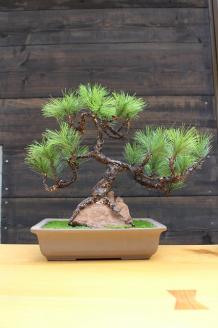 盆栽キット（大）