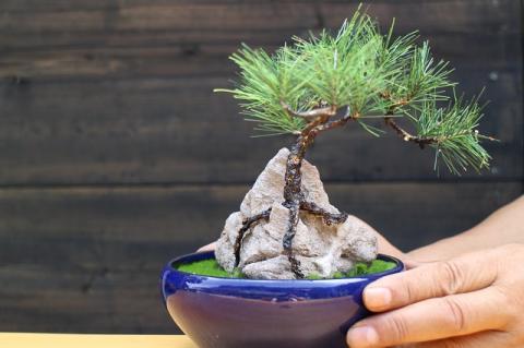 盆栽キット（小）