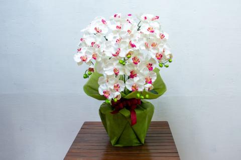 ﾀｽｶﾙﾌﾗﾜｰ胡蝶蘭5本立(ﾎﾜｲﾄ70cm　花弁赤)TA-027