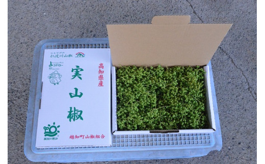 【0.5kg】青実山椒（枝付）初期物 