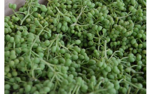 【1kg】青実山椒（枝付）初期物