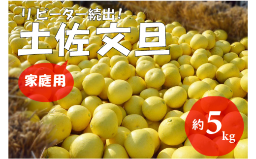 【2026年発送】（家庭用）土佐文旦（約5kg/8～12玉）　フルーツ 果物 新鮮 産直