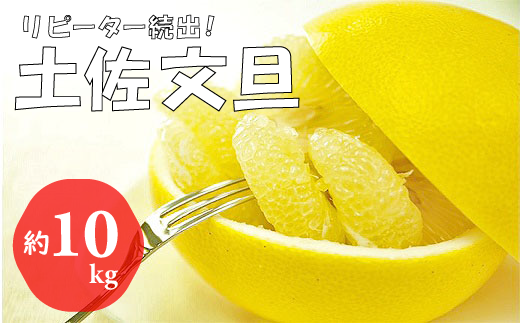 【先行予約受付中 2026年発送】森下さん家の土佐文旦(約10kg/16～23玉) 　フルーツ 果物 新鮮 産直 柑橘
