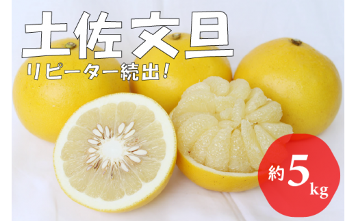【2026年発送】土佐文旦（約5kg/8～12玉）　フルーツ 果物 新鮮 産直