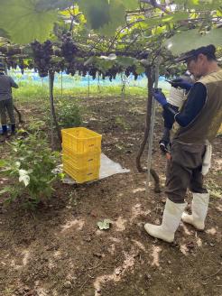 梼原　マスカット・ベーリーA　ROSE