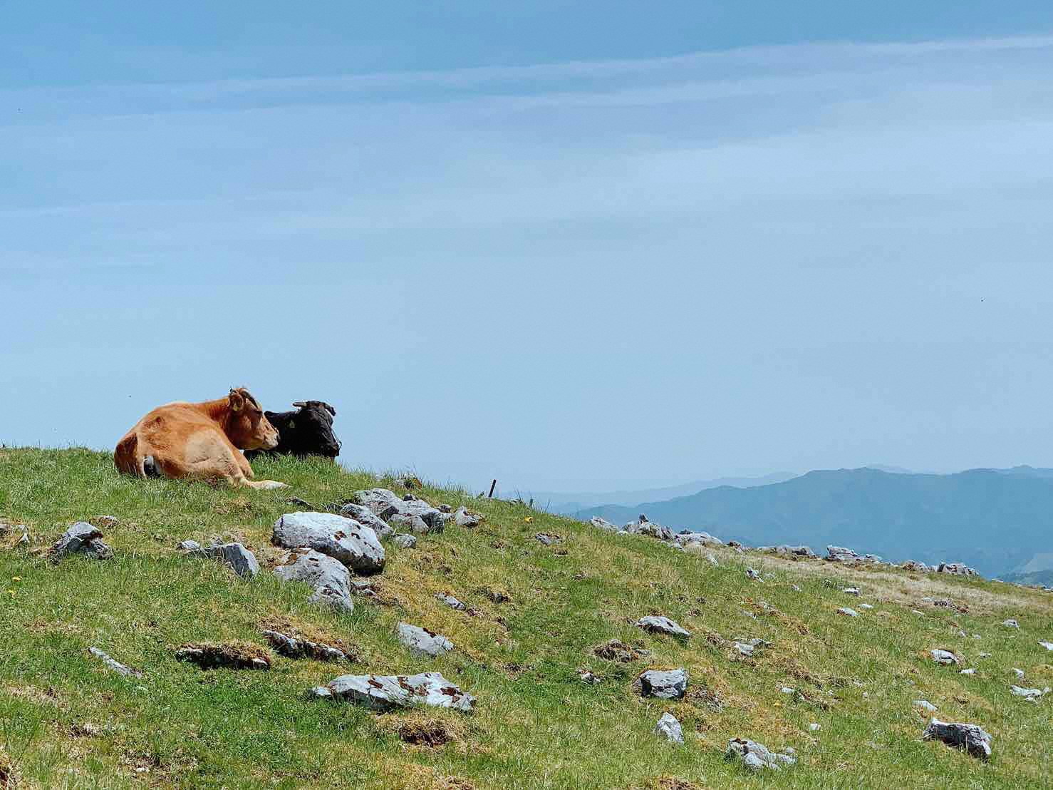 低温でも脂身がとろけるゆすはら牛切り落とし 300g　牛肉 和牛 黒毛 こま切れ オレイン酸 高知県産