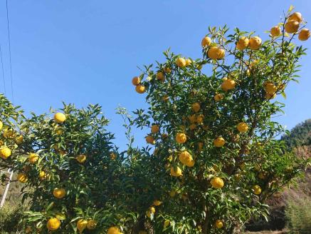 【期間限定】雲の上の黄金ゆず（2ｋｇ）ユズ 柚子 農薬化学肥料不使用 果物 柑橘 産地直送 ゆずジャム ゆず茶 高知県産 常温便
