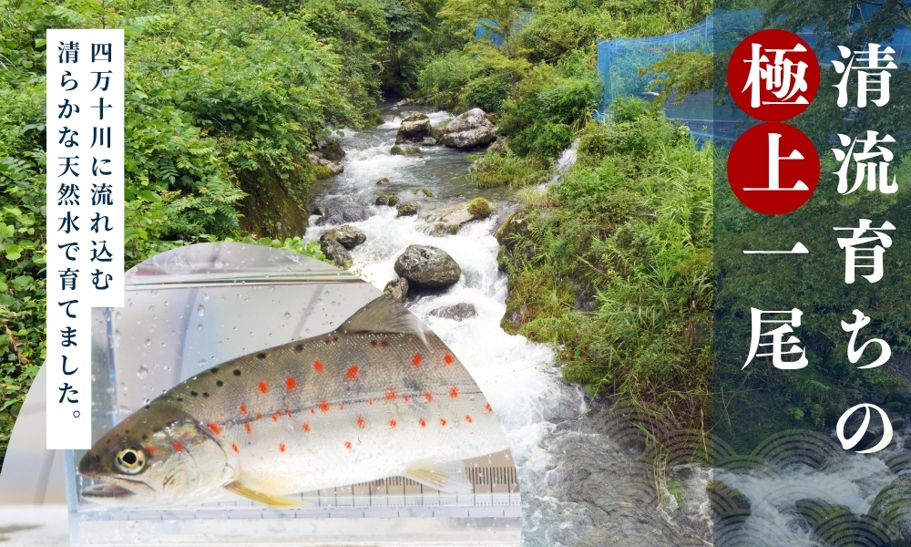 四万十川源流域の清流で育ったゆすはらアメゴ（３匹入り）　アメゴ アマゴ 四万十川 清流 手作業 急速冷凍 川魚 養殖 新鮮 塩焼き　ICT デジタル化 22~23cm