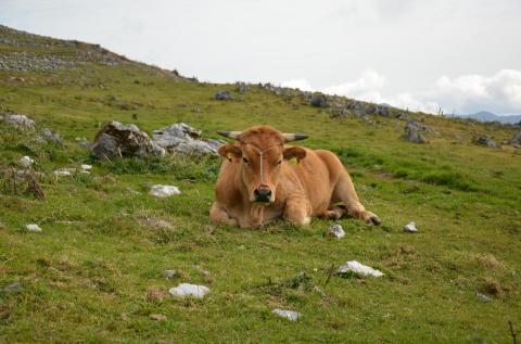 雲の上で作った臭いの少ない牛ふん堆肥  花・苗木 土壌改良剤 家庭菜園 ガーデニング 微生物 土 花壇 野菜 畑 土造り