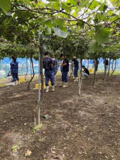 梼原　シャルドネ