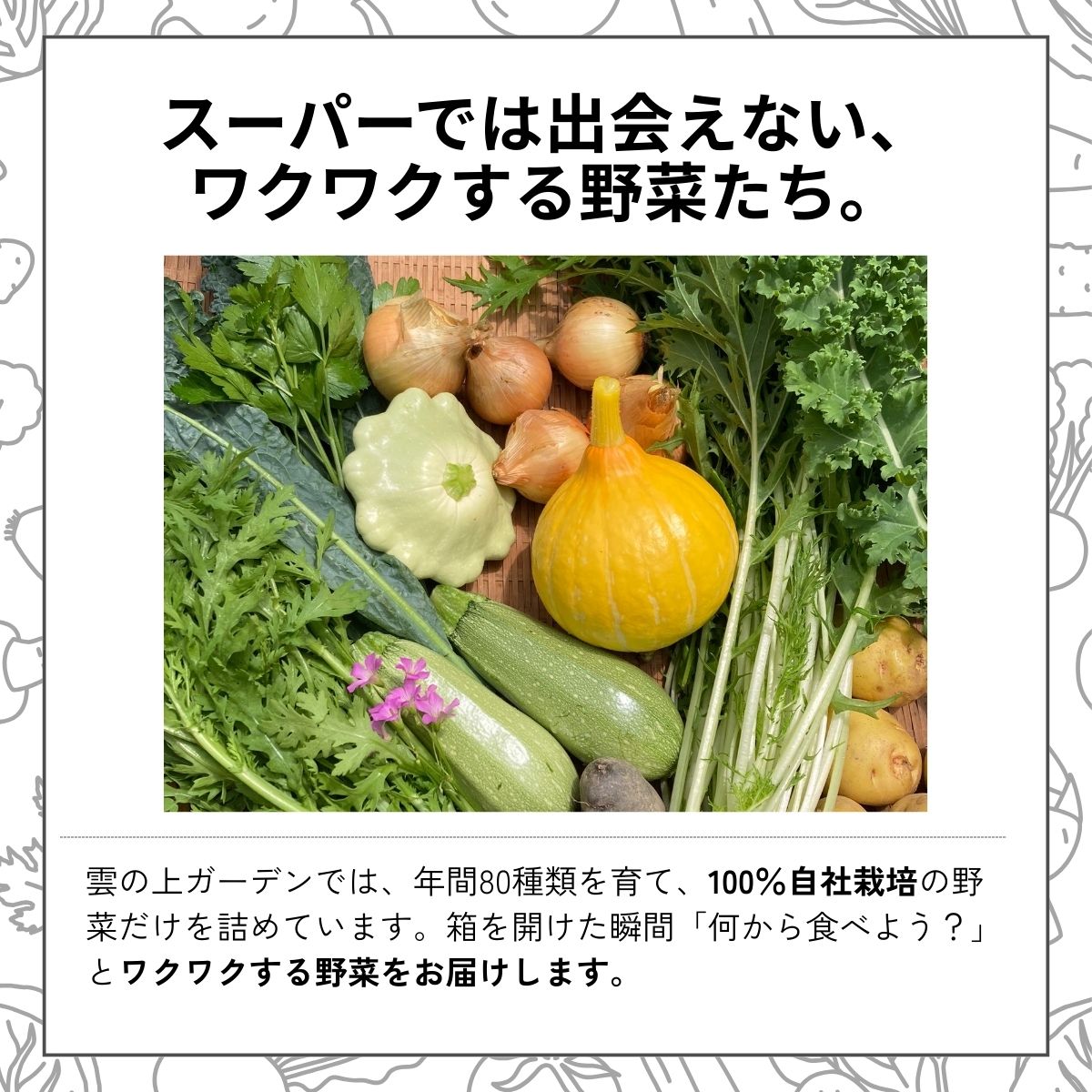 農薬化学肥料不使用 雲の上ガーデンのぴかぴか野菜セット【お試し便】季節にあわせて10品目前後をお届け【L001】季節 旬 詰め合わせ 採れたて 新鮮 産地直送 高知県産 冷蔵便