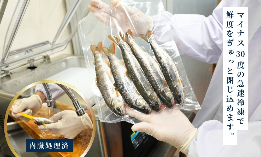 四万十川源流域の清流で育ったゆすはらアメゴ（９匹入り）　アメゴ アマゴ 四万十川 清流 手作業 急速冷凍 川魚 養殖 新鮮 塩焼き　ICT デジタル化 22~23cm