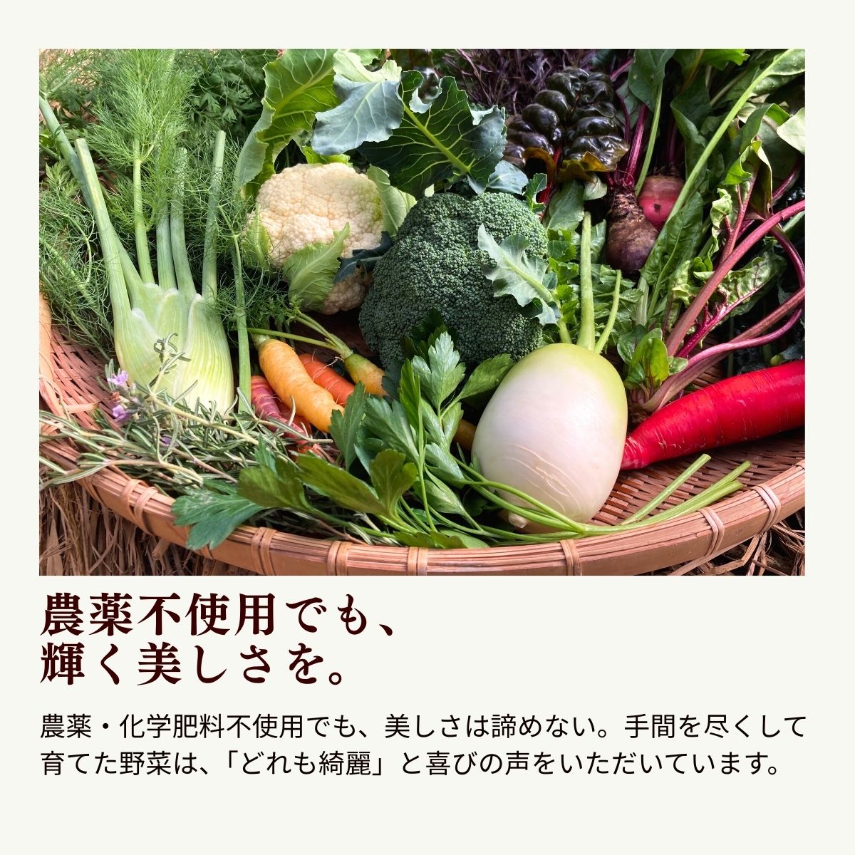 農薬化学肥料不使用 雲の上ガーデンのぴかぴか野菜セット【お試し便】季節にあわせて10品目前後をお届け【L001】季節 旬 詰め合わせ 採れたて 新鮮 産地直送 高知県産 冷蔵便