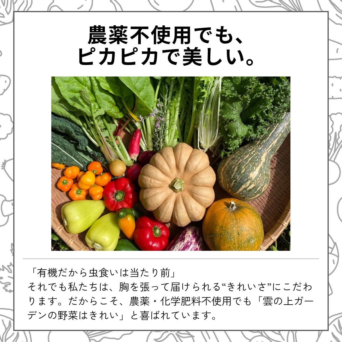 農薬化学肥料不使用 雲の上ガーデンのぴかぴか野菜セット【お試し便】季節にあわせて10品目前後をお届け【L001】季節 旬 詰め合わせ 採れたて 新鮮 産地直送 高知県産 冷蔵便