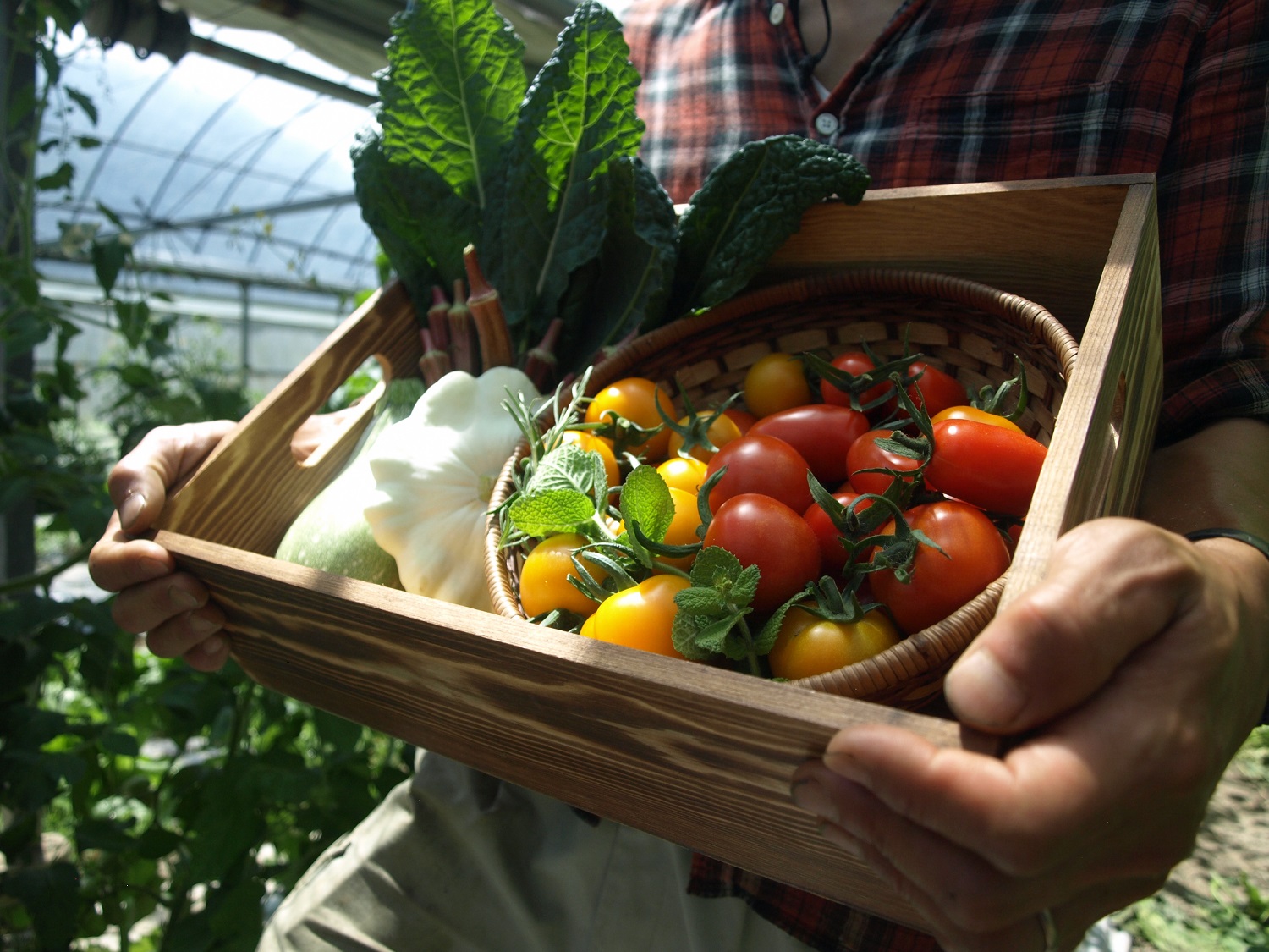 農薬化学肥料不使用 雲の上ガーデンのぴかぴか野菜セット（５回お届け）季節にあわせて10品目前後を毎月お届け【L002】季節 旬 詰め合わせ 採れたて 新鮮 産地直送 高知県産 冷蔵便 定期便