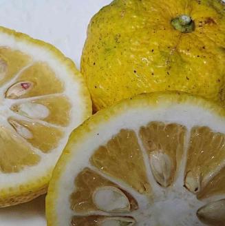 【期間限定】雲の上の黄金ゆず（2ｋｇ）ユズ 柚子 農薬化学肥料不使用 果物 柑橘 産地直送 ゆずジャム ゆず茶 高知県産 常温便