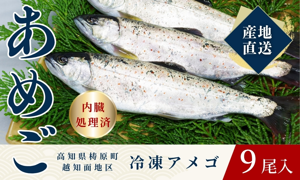 四万十川源流域の清流で育ったゆすはらアメゴ（９匹入り）　アメゴ アマゴ 四万十川 清流 手作業 急速冷凍 川魚 養殖 新鮮 塩焼き　ICT デジタル化 22~23cm