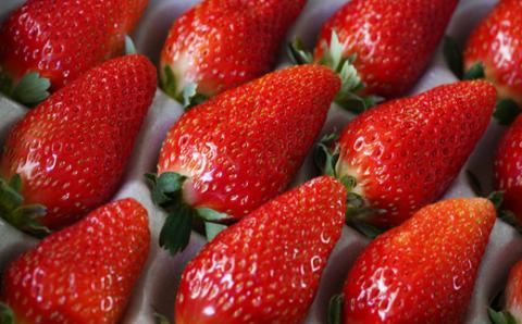 【先行予約・2025年3月】数量限定 いちご 清香 1箱（約450g） 希少品種 限定品 苺 産地直送 農家直送 甘い 大きい 果物