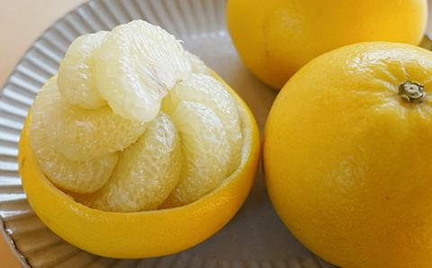 【先行予約・2025年1月】高知県産 土佐文旦 贈答用 10kg 農家直送 土佐 路地 ぶんたん