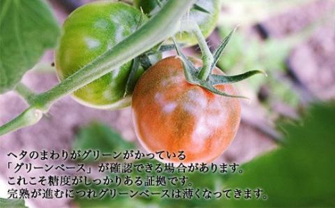 【先行予約・2025年2月】シュガートマト ロッソプレミアム10（糖度10度以上） 1kg 高糖度 フルーツトマト JA