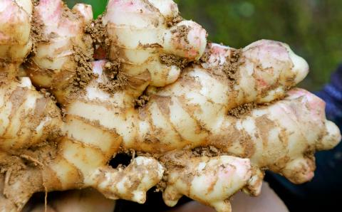 【先行予約・2024年11月】農家直送！秋の新生姜 2kg 高知県産 しょうが  新鮮 ショウガ 期間限定 生姜 高知