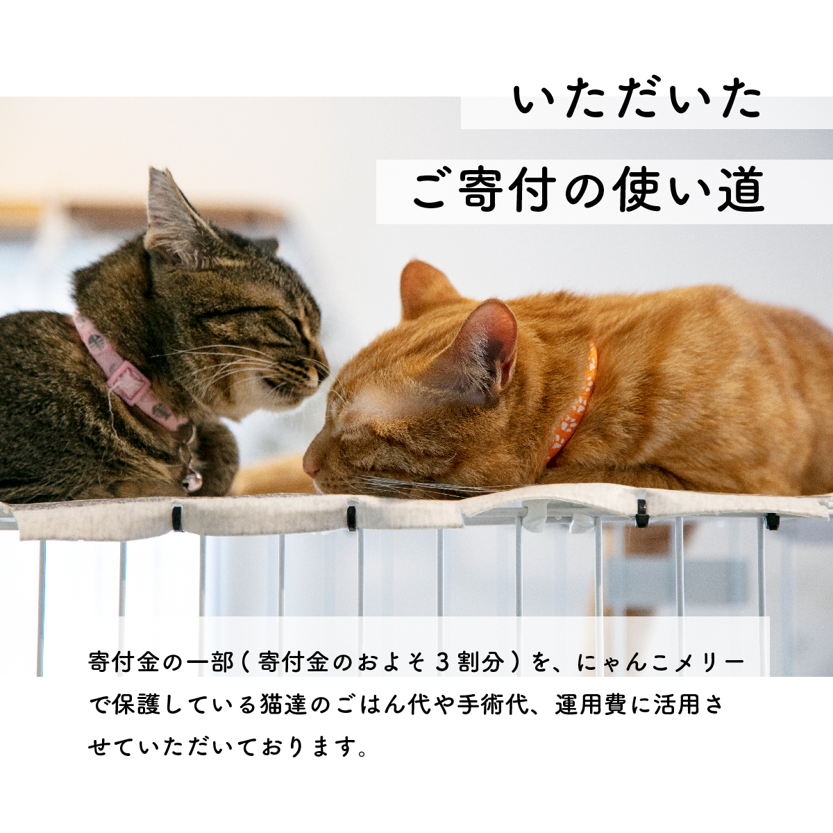 【お礼の品なし】里親募集型保護猫カフェの支援（動物愛護）