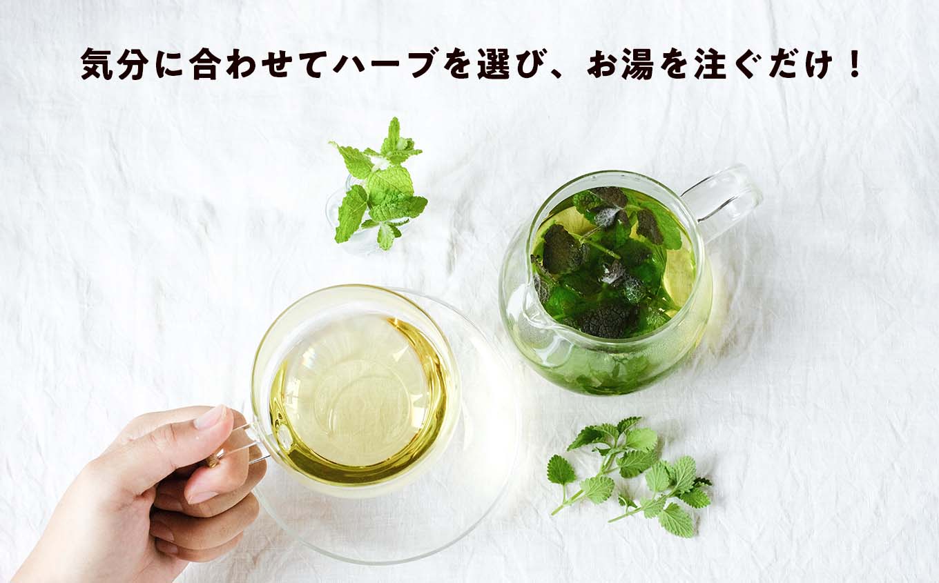 【期間限定】ハーブティーにぴったり！ハーブ農家が選ぶハーブ6種セット 化学肥料農薬不使用 レモングラス ミント ステビナ レモンバーム