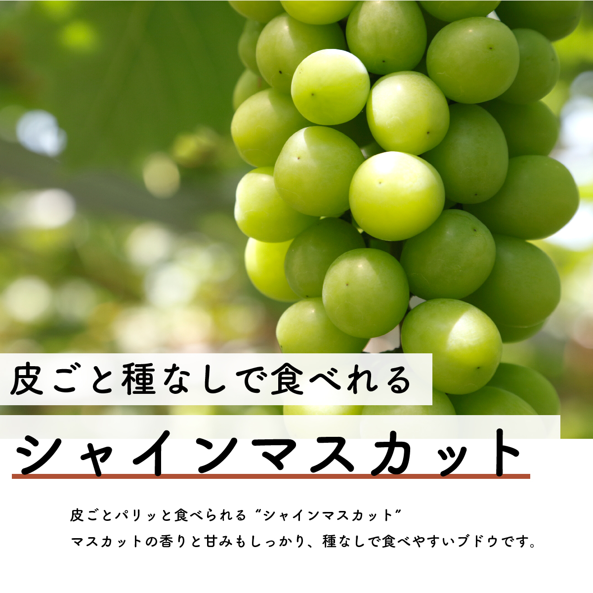 【先行予約・2024年9月】数量限定 食べ比べ！ シャインマスカットとピオーネのセット 合計約1.5kg 産地直送 農家直送 甘い 大きい 種なし ぶどう 果物