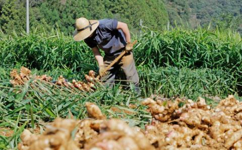 農家直送 高知県産 生姜 低農薬 しょうが 壬生農園 - 日高村 | ANAふるさと納税