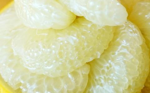 【先行予約・2025年1月】高知県産 土佐文旦 家庭用 10kg 農家直送 土佐 路地 ブンタン