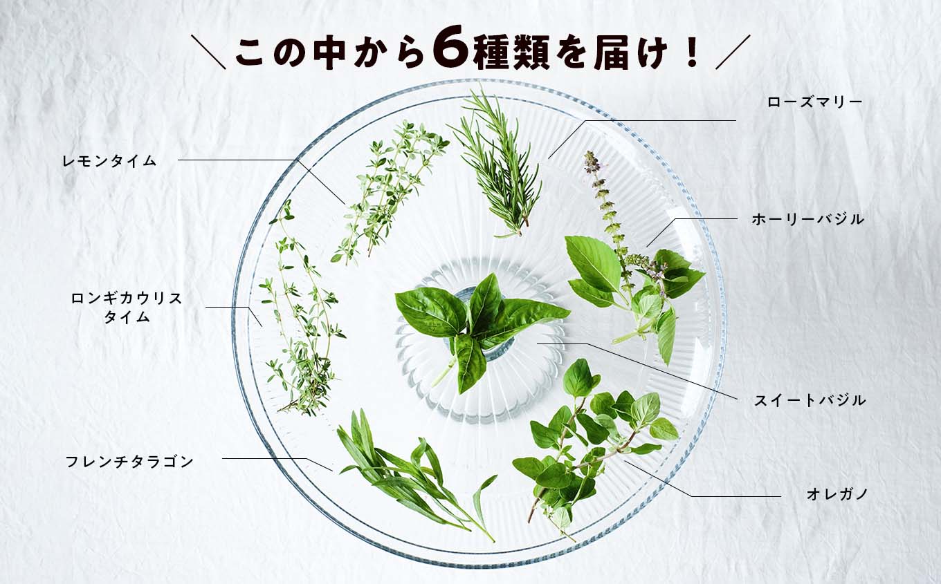 【期間限定】料理にぴったり！ハーブ農家が選ぶハーブ6種セット 化学肥料農薬不使用 バジル ローズマリー タイム オレガノ