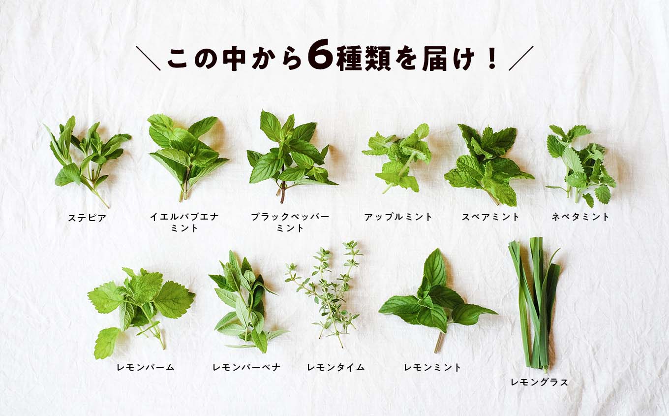 【期間限定】ハーブティーにぴったり！ハーブ農家が選ぶハーブ6種セット 化学肥料農薬不使用 レモングラス ミント ステビナ レモンバーム