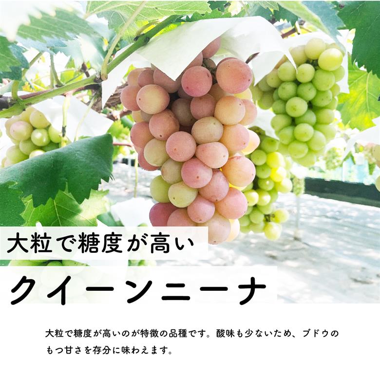 【先行予約・2024年9月】数量限定 食べ比べ！ シャインマスカットとクインニーナのセット 合計約1.5kg 産地直送 農家直送 甘い 大きい 種なし ぶどう 果物