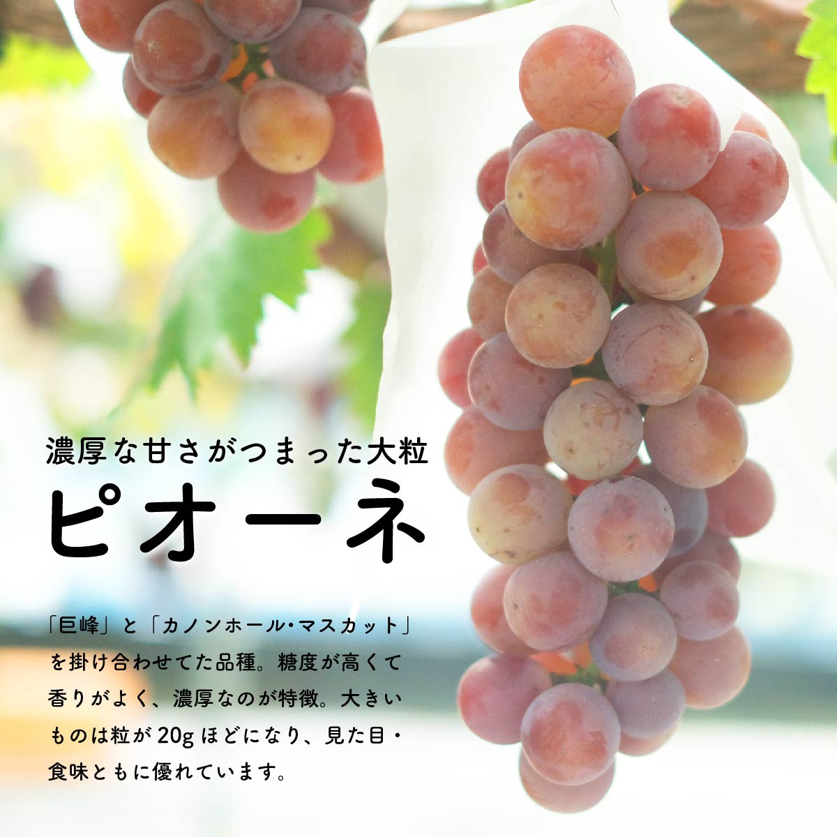 【先行予約・2024年9月】数量限定 食べ比べ！ シャインマスカットとピオーネのセット 合計約1.5kg 産地直送 農家直送 甘い 大きい 種なし ぶどう 果物