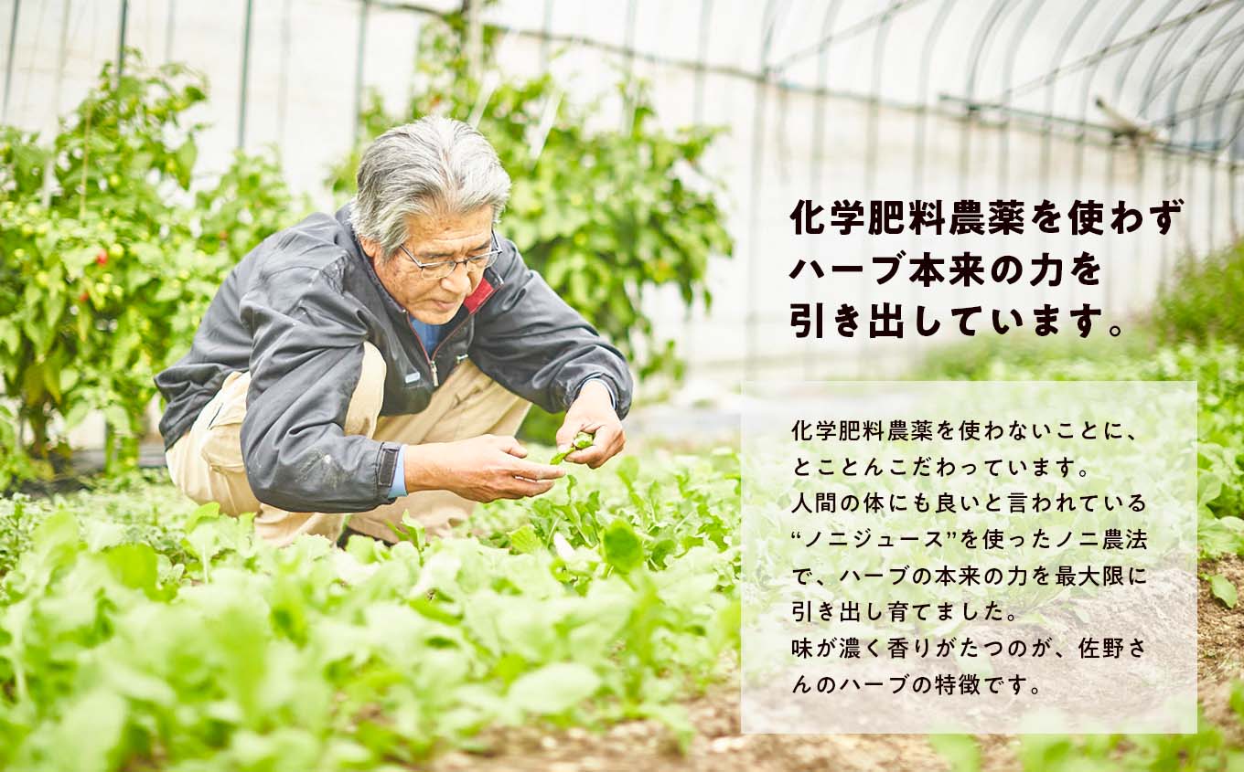 【期間限定】ハーブティーにぴったり！ハーブ農家が選ぶハーブ6種セット 化学肥料農薬不使用 レモングラス ミント ステビナ レモンバーム